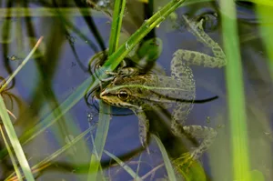 Ein Frosch sitzt in einem Biotop. Ein Frosch sitzt in einem Biotop.