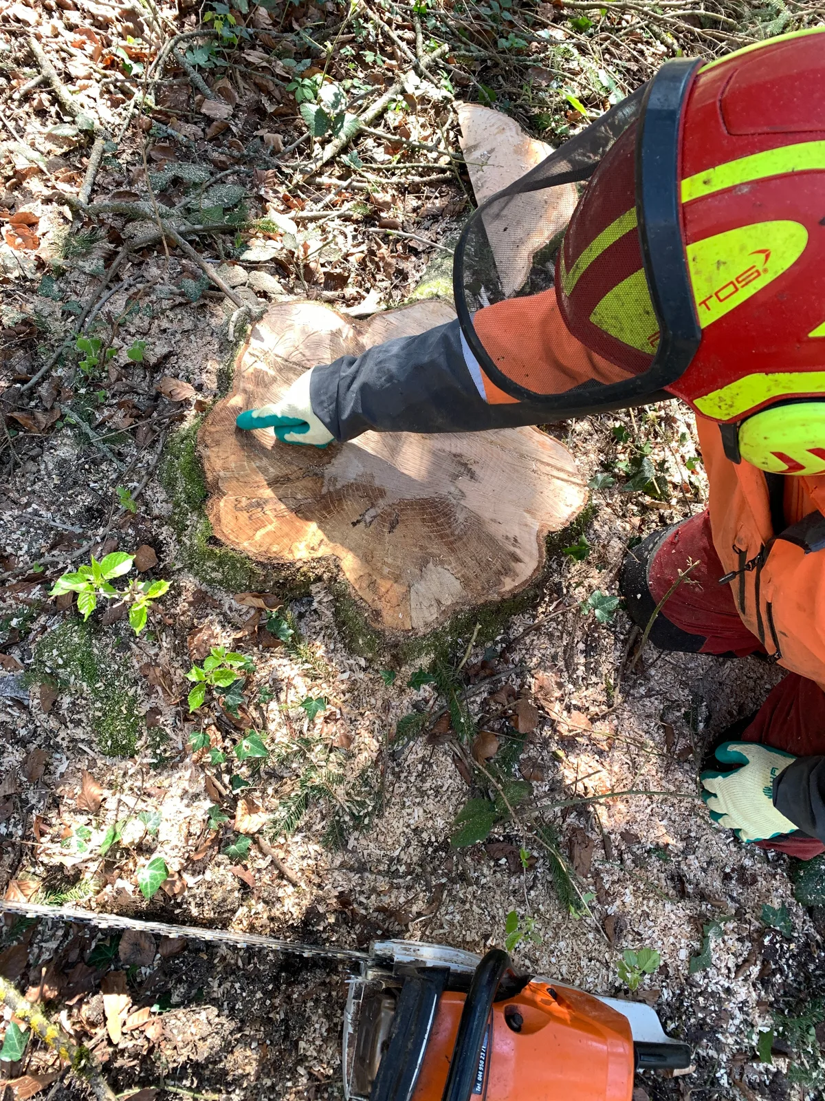 Strunk einer von der Welke befallenen Esche beim Waldschulhaus Seegräben, dazu eine Motorsäge und ein Forstarbeiter. 