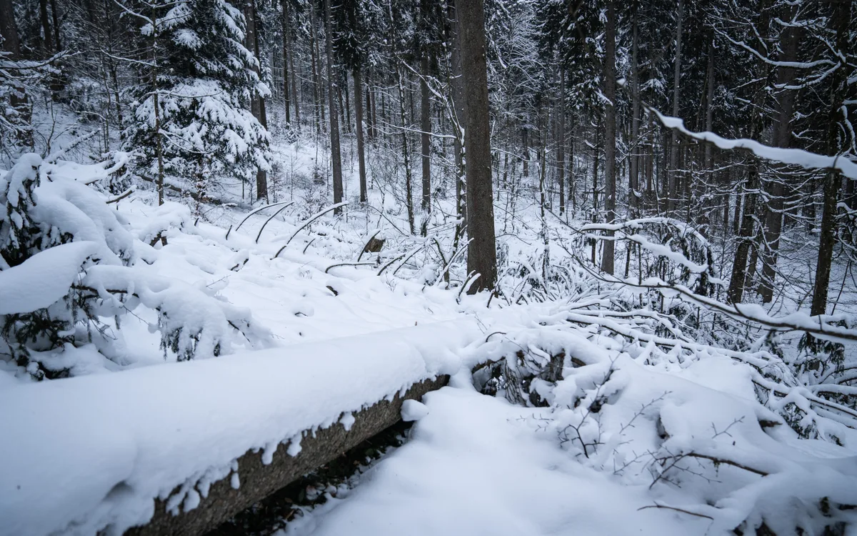 Gefällte Fichte am Bachtel. Daraus werden die Schindeln für das Gasthaus Bachtel-Kulm gefertigt.