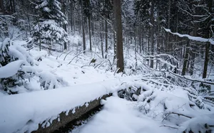 Fällen der Bäume Fichten am Bachtel, aus denen die Schindeln für das Gasthaus Bachtel-Kulm gefertigt werden. An der Motorsäge ist Förster Stefan Burch zu sehen. Fällen am 10. Januar 2023 Fällen der Bäume Fichten am Bachtel, aus denen die Schindeln für das Gasthaus Bachtel-Kulm gefertigt werden. An der Motorsäge ist Förster Stefan Burch zu sehen. Fällen am 10. Januar 2023