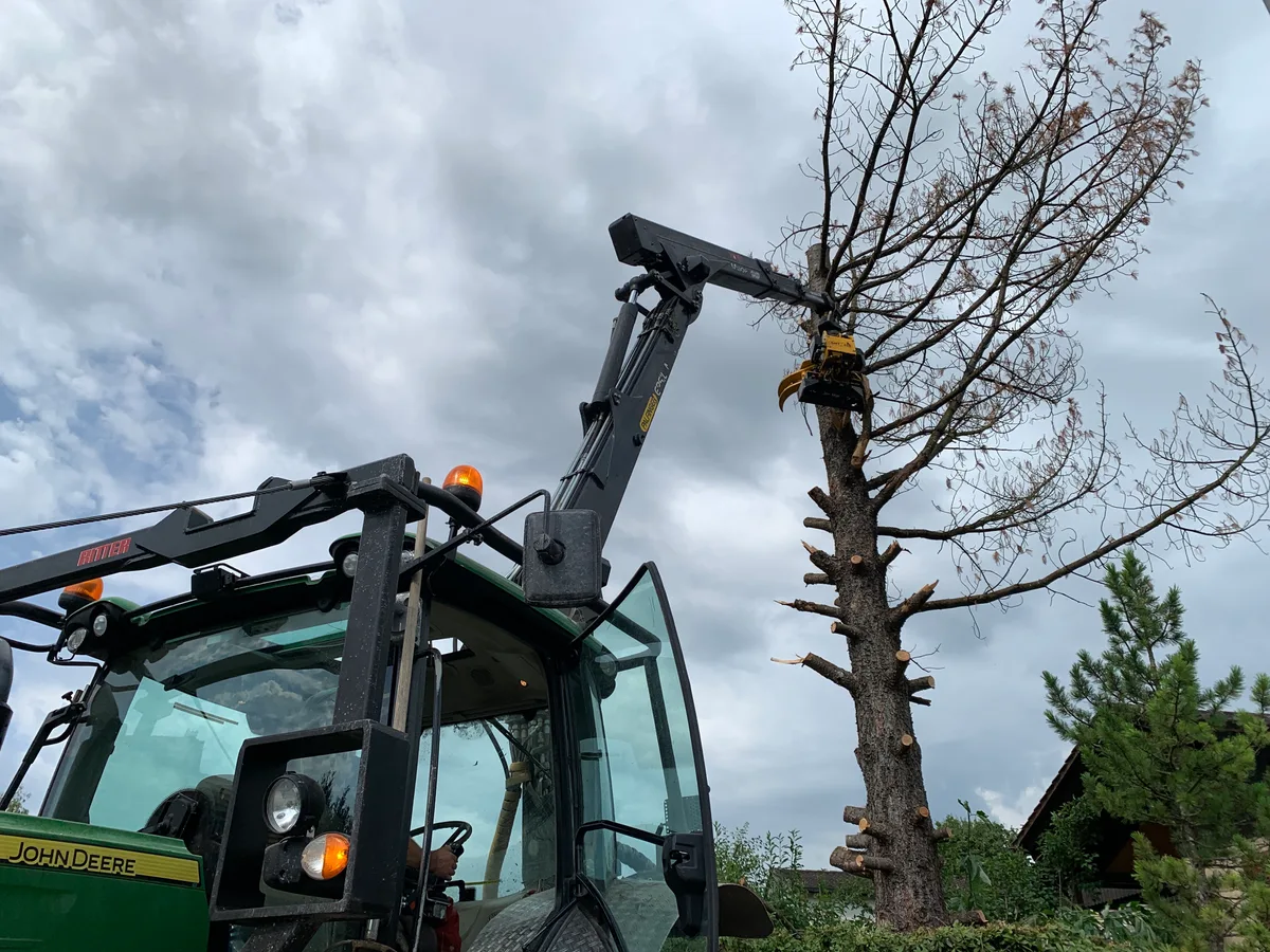 Baumfällen bei Rudolf Pfenninger im Sack Seegräben am 12. Juli 2023 durch Hans und Urs Glauser. Baum ist rank und vermutlich durch Giftanschlag ausgetrocknet. Motorsäge Fällgreifer Motorsäge Holzen fällen