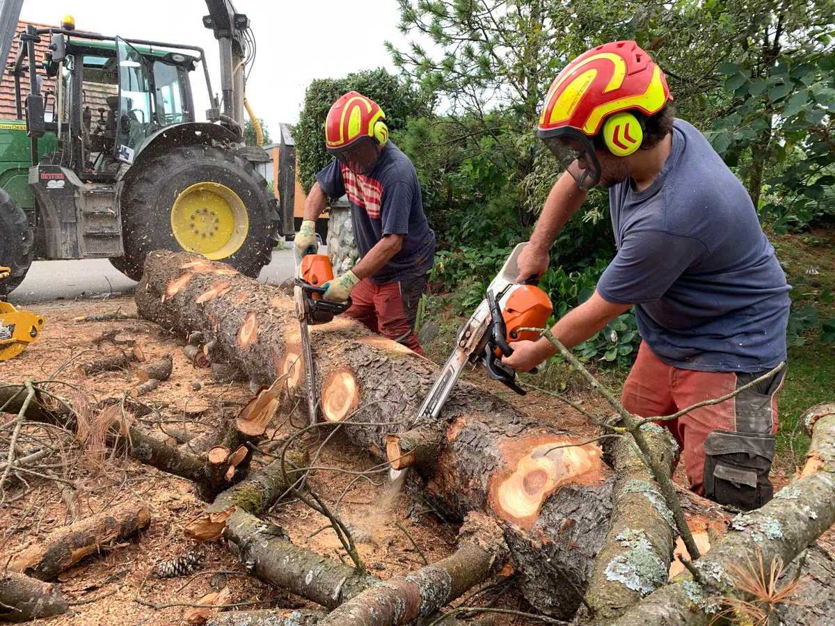 Baumstamm wird von zwei Holzfällern entastet.