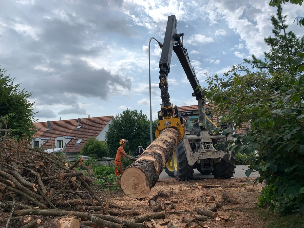 Der unterste Teil der gefällten Tränenkiefer.