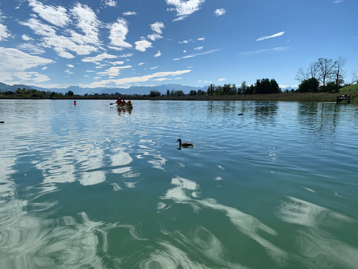 Ein Einbaum und eine Ente auf dem Pfäffikersee.
