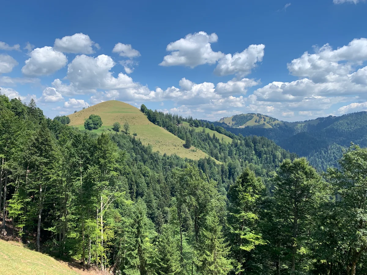 Blick auf den Hüttchopf hinter Wald. 