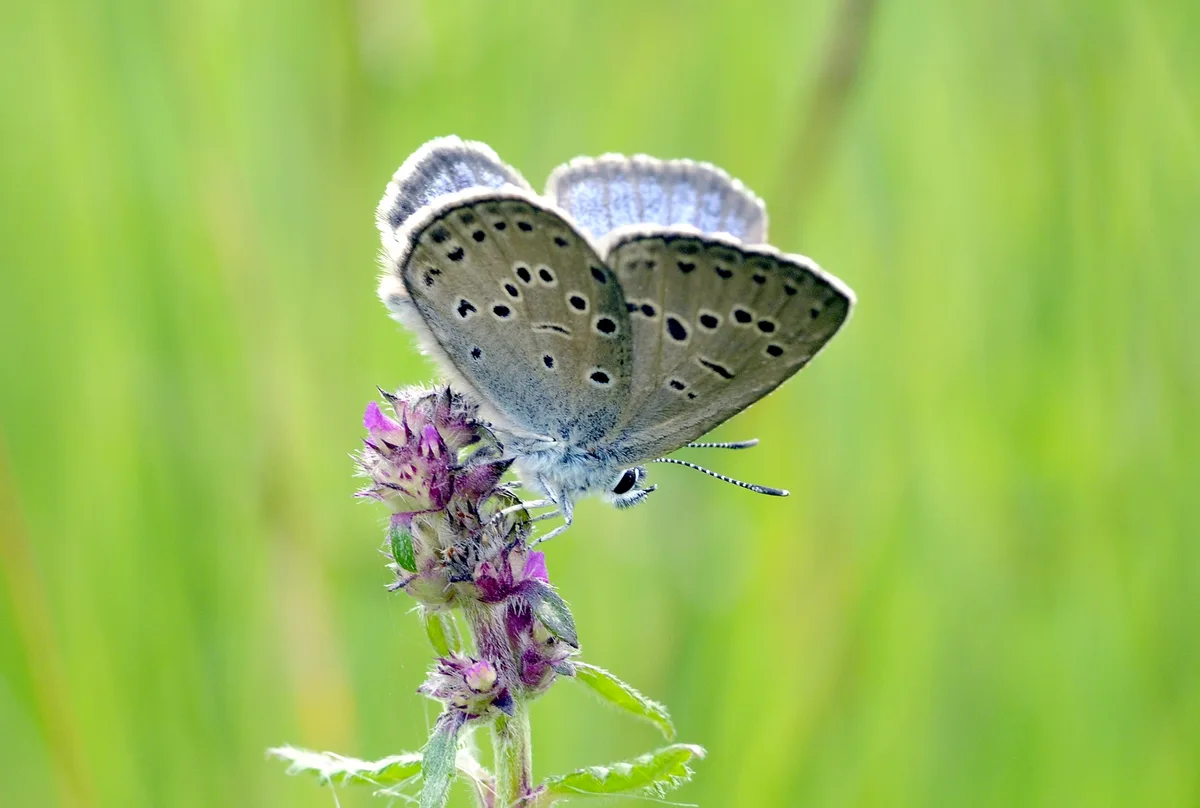 Ein Schmetterling auf einer Blüte.