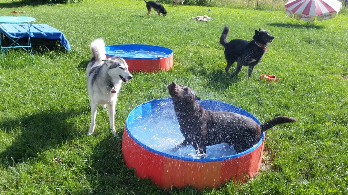 22126157-3 Für Hunde ist ein Aufenthalt in einer Tierpension auch ein gute Möglichkeit, soziale Kontakte zu pflegen.