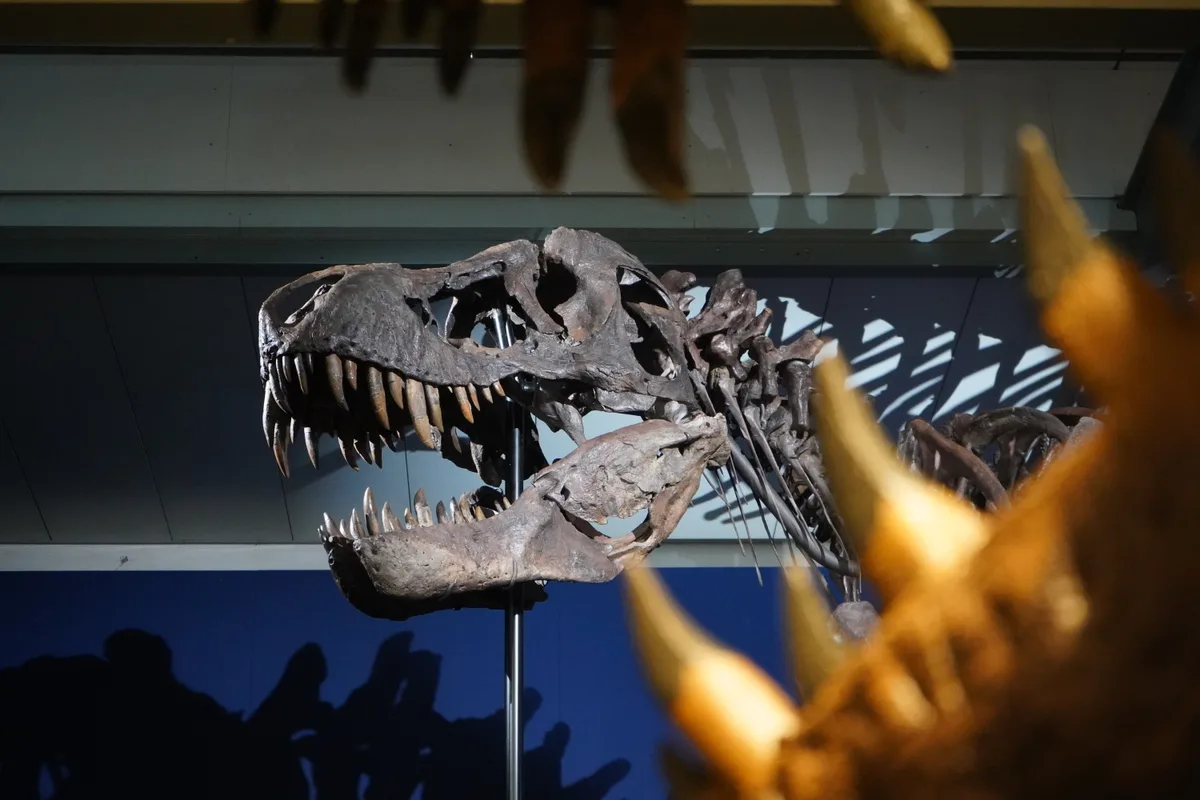 Der T.Rex «Trinity» steht nun im Dinosauriermuseum in Aathal.