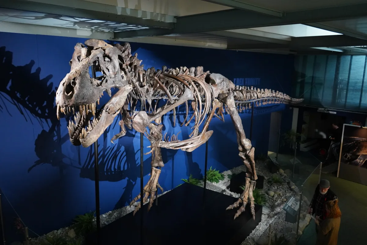 Der T.Rex «Trinity» steht nun im Dinosauriermuseum in Aathal.