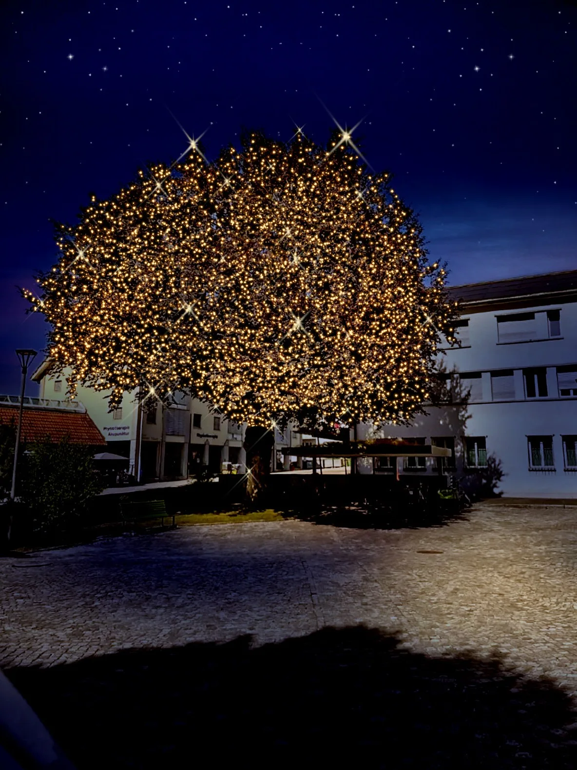 Bäume in Rüti erhalten mitwachsende Weihnachtsbeleuchtung