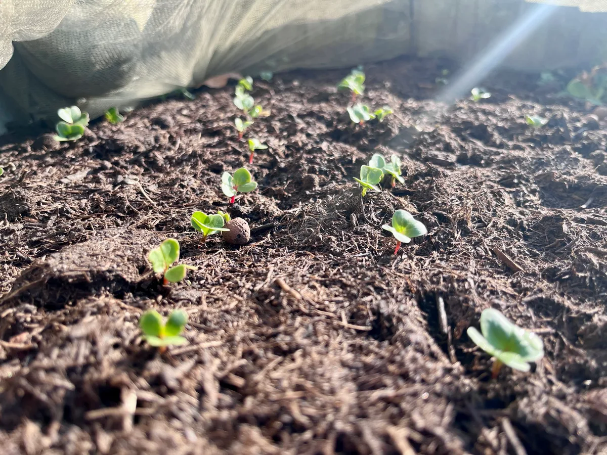 29279506-9 Radiesli spriessen schon im März. Dies in einem illauer Garten.