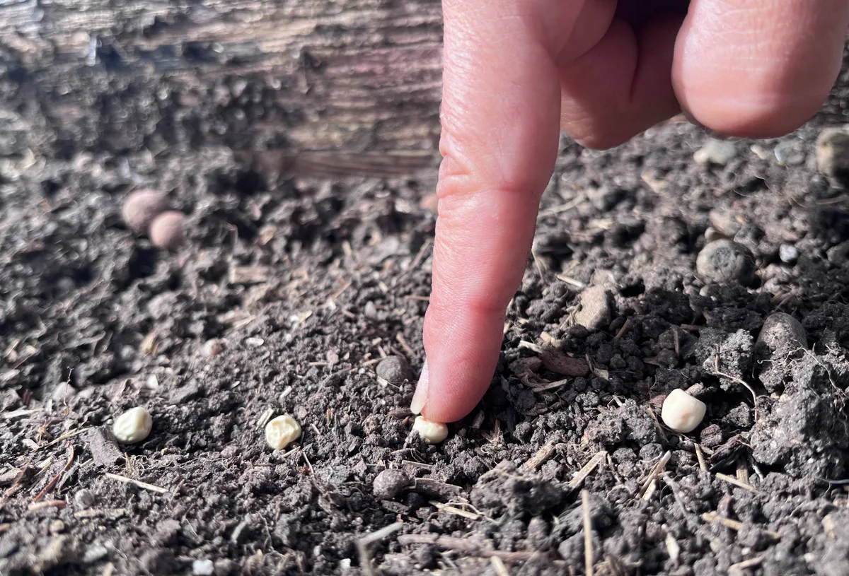 Wer jetzt Wintererbsen (im Bild), Steckzwiebeln oder Knoblauch steckt, hat im Frühling schon bald Erntefreude.