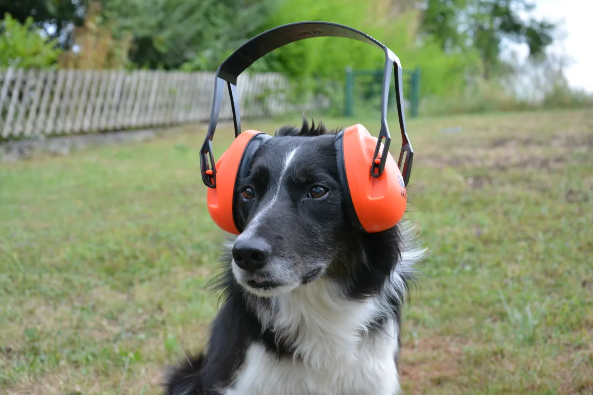 Hunde und Tiere im Allgemeinen leiden wegen Feuerwerk, Knallerei, 1. August, Silvester