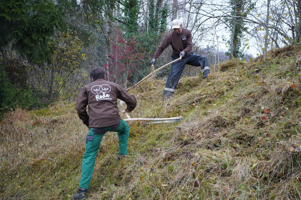 Gras mähen wie in den Bergen: Daniel Rothenbühler (l.) und Mitarbeiter Nenad Engel bei der Arbeit mit der Sense.