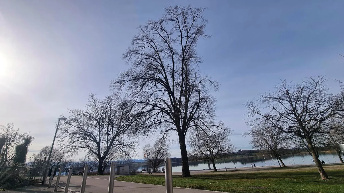Diese Linde ist krank und soll gefällt werden.