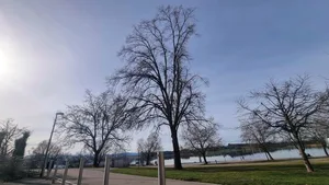 23317649-2 Diese Linde ist krank und soll gefällt werden.