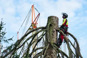 21547910-1 Die grosse Weihnachts-Tanne beim Sternen Kreisel in Fällanden wurde gefällt.