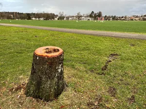12798562-2 Pilzbefall bei Eschen.