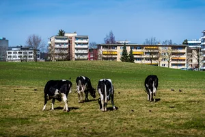 23714877-11 Eschenbühl