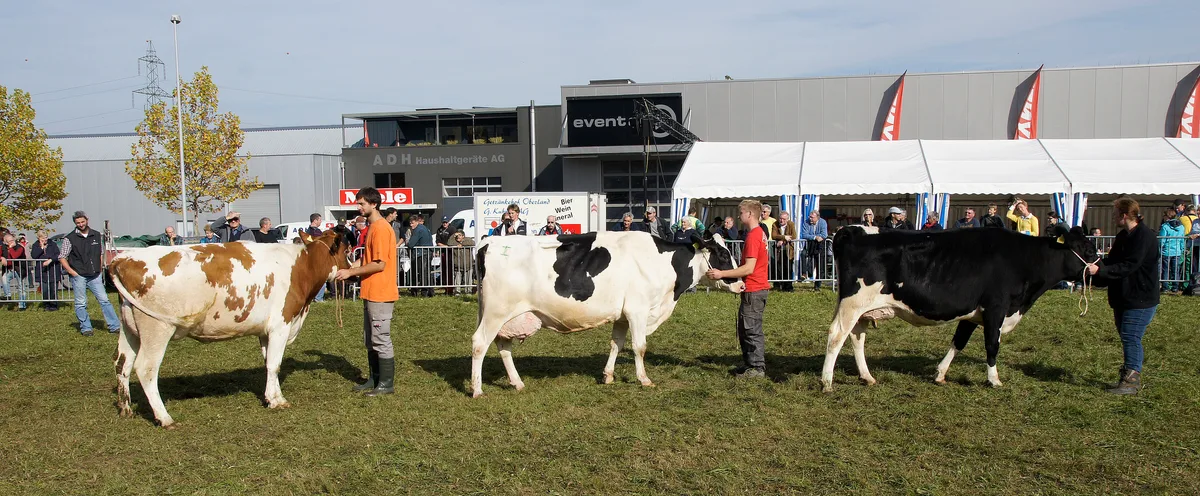 Viehschau Egg am neuen Standort im Industriegebiet Längi-Hanselmaa. Kategoriensieger. Viehschau Egg am neuen Standort im Industriegebiet Längi-Hanselmaa. Kategoriensieger.