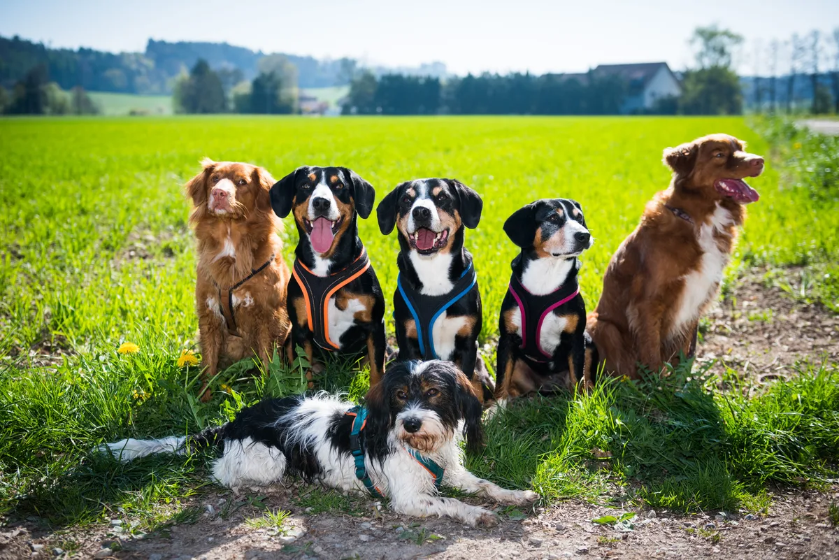 Hundemilitary des Vereines Hundesport Uster