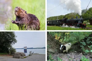 Abhauen, übernachten, nagen und dampfen: Das waren die kuriosesten Einsätze 2025 im Oberland. Abhauen, übernachten, nagen und dampfen: Das waren die kuriosesten Einsätze 2025 im Oberland.