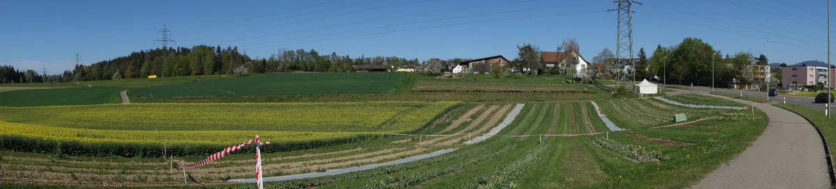 Im Feld ausgesteckt ist das geplante Trasse der Oberlandautobahn. Dieses würde im Bereich Rinderbrunnen beim Seewadel in der Nähe vom Grüt, Gemeinde Gossau, auf 200 Metern offen verlaufen.