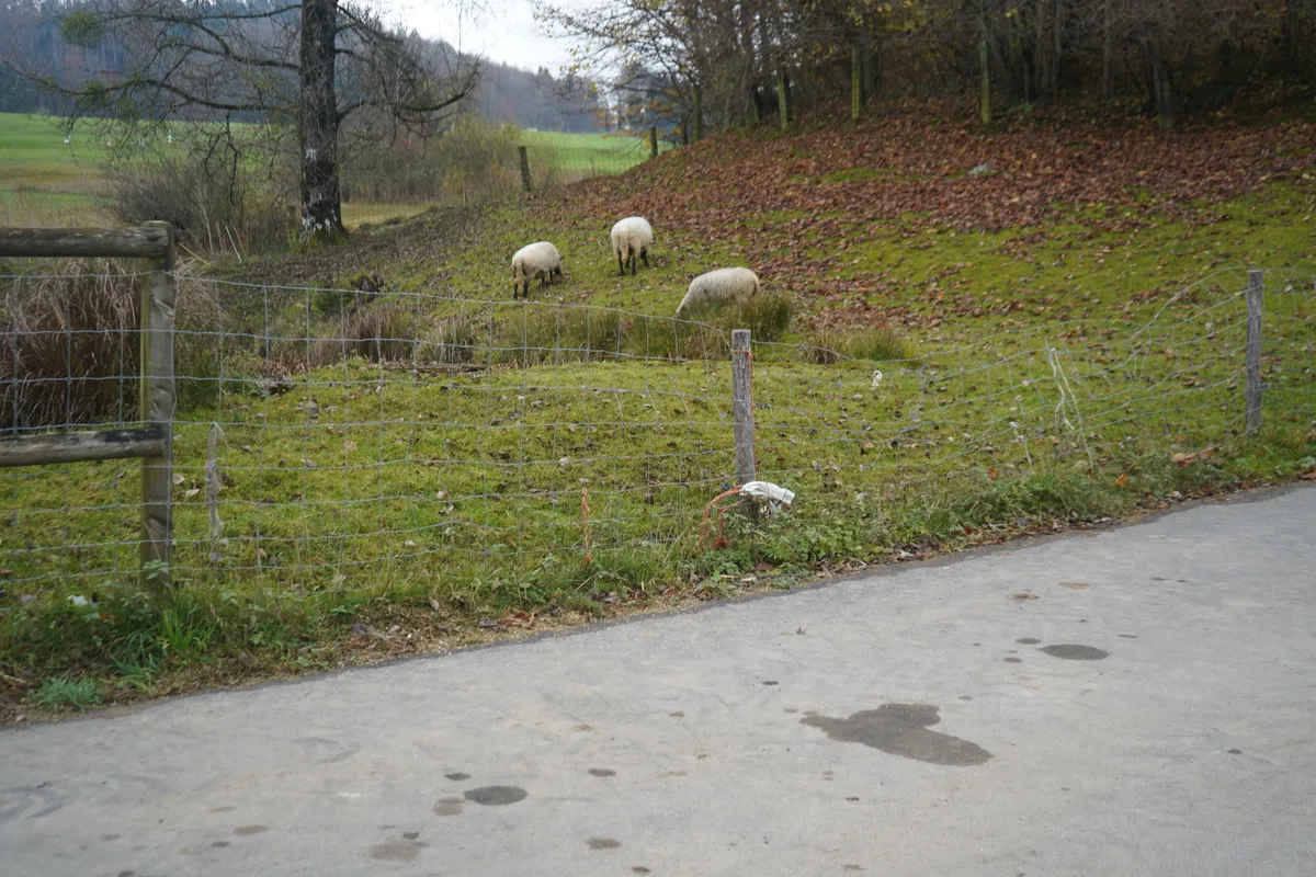 Christbäume aus Hinwil