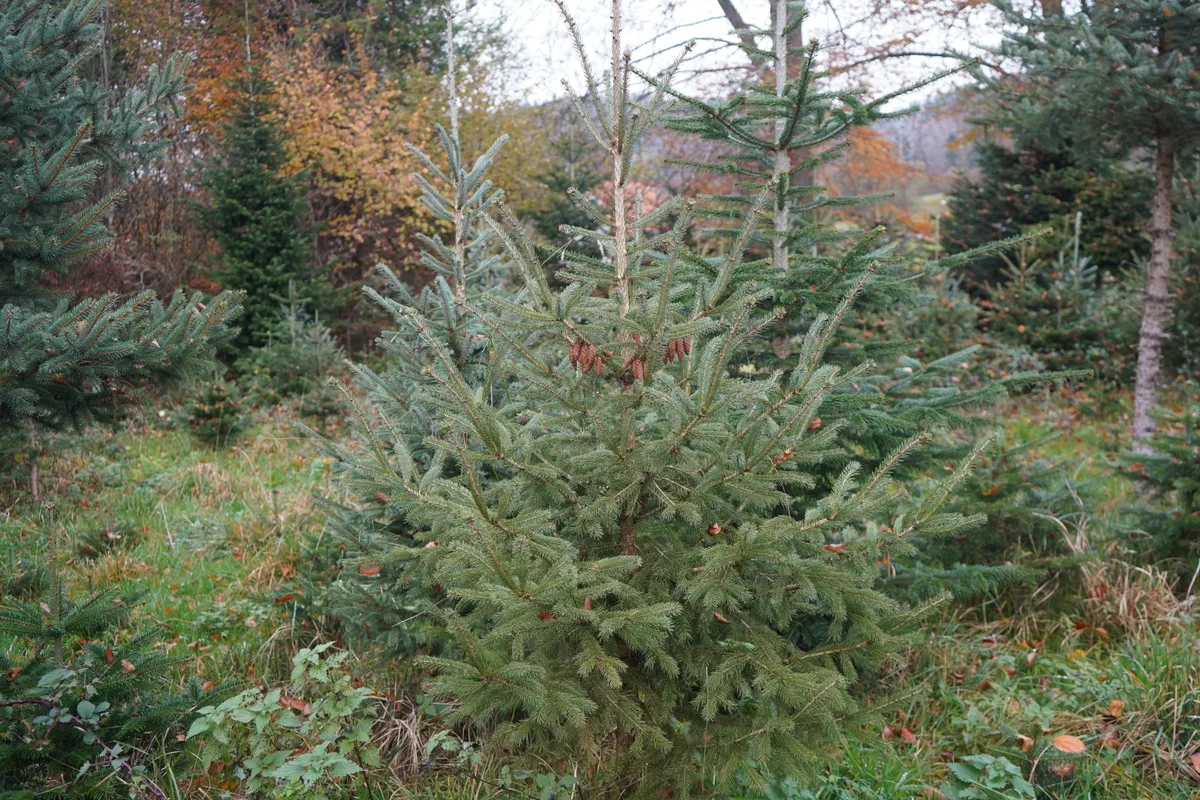 Christbäume aus Hinwil