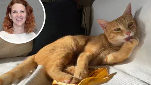 Meine Katze Yoko ist süss. Aber nicht immer. Meine Katze Yoko ist süss. Aber nicht immer.