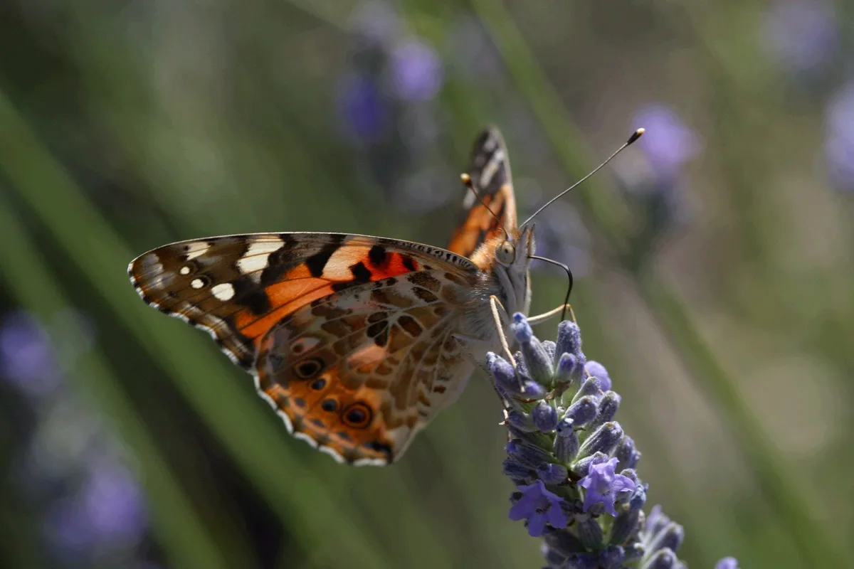 Biodiversität, oranger Schmetterling auf violetter Blüte.