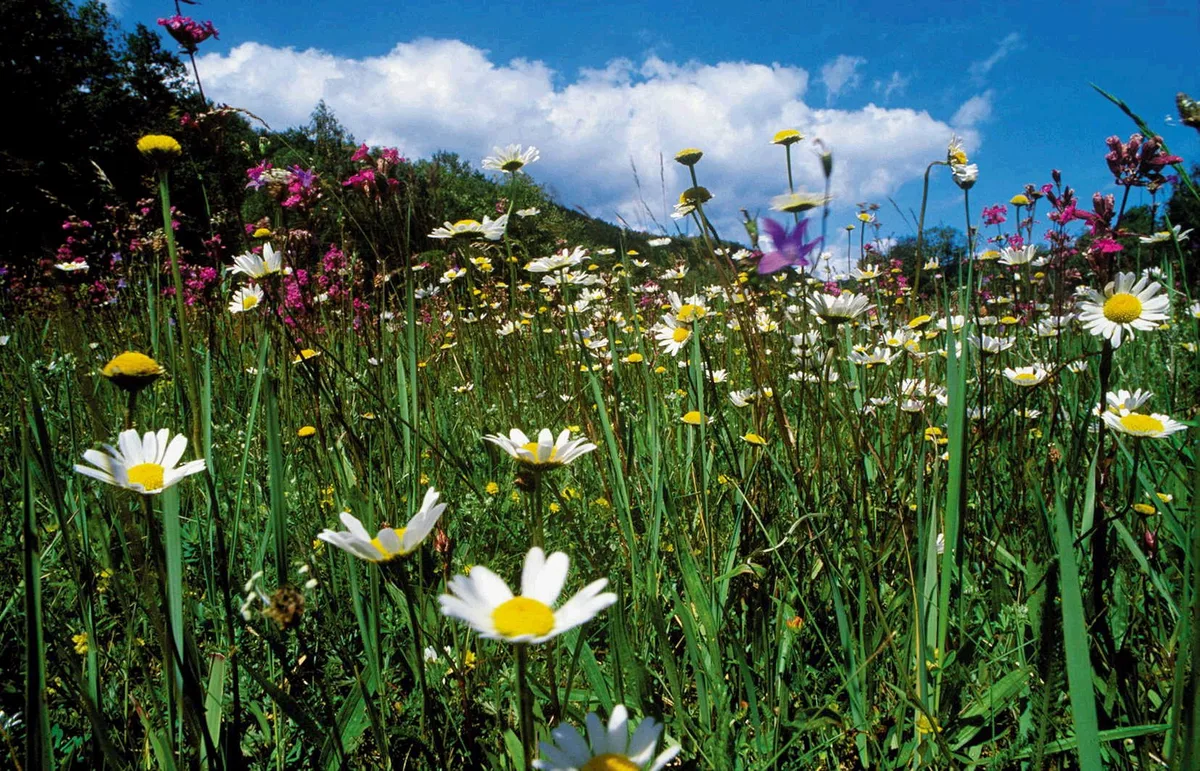 Biodiversität, Margeriten und andere blühende Naturkräuter.