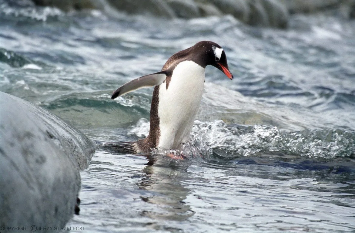 Pinguin, schmelzendes Eis, Klimaerwärmung, Antarktis Pinguin, schmelzendes Eis, Klimaerwärmung, Antarktis
