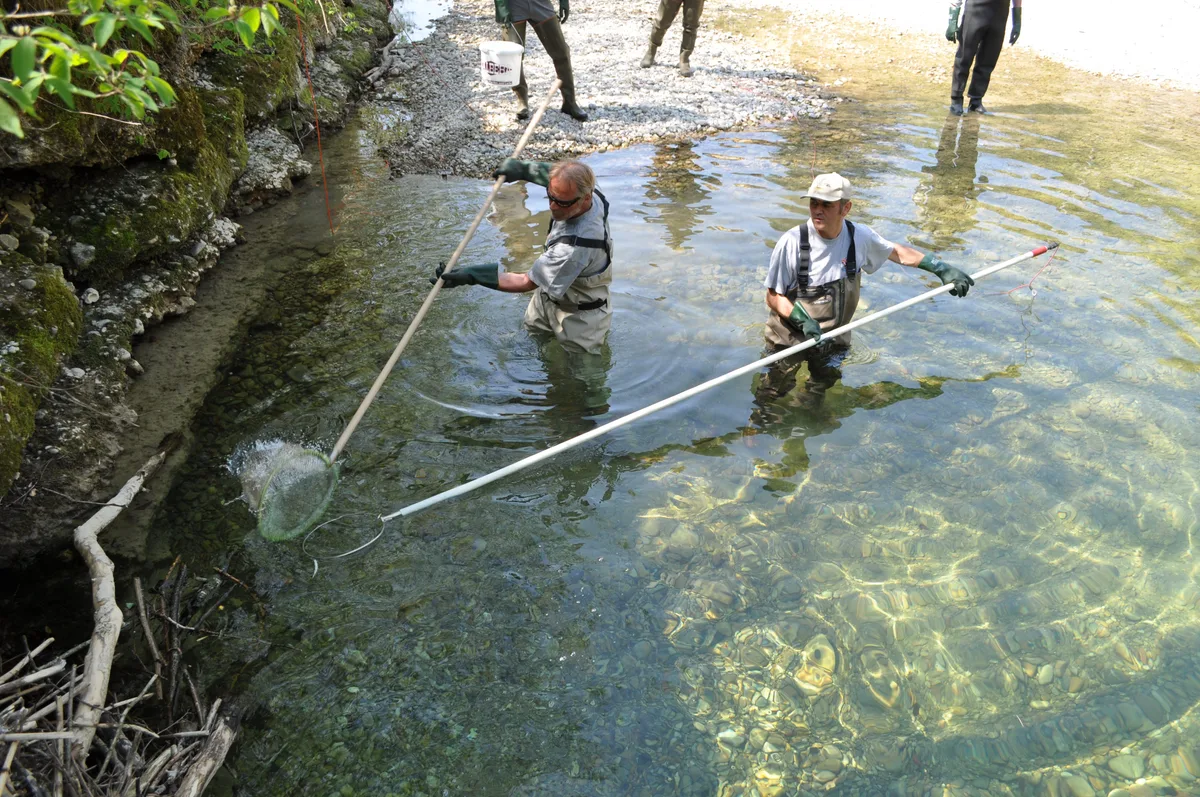 12439406-1 Ausfischen in der Toess bei Fischenthal Töss Fische ausgetrocknet Hitze Wärme Fische Tösstal Toesstal