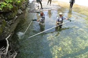 12439406-1 Ausfischen in der Toess bei Fischenthal Töss Fische ausgetrocknet Hitze Wärme Fische Tösstal Toesstal