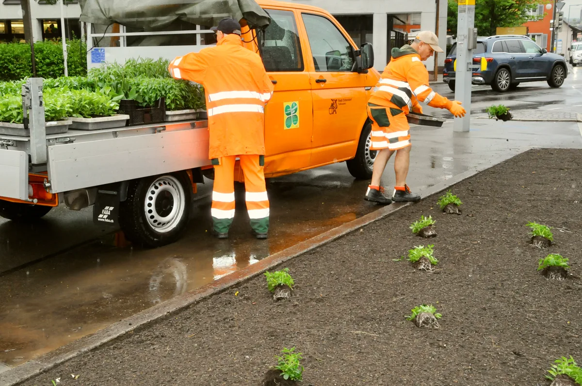 Man sieht die Mitarbeiter der Stadtgärtnerei Dübendorf beim Bepflanzen der Rabatten.