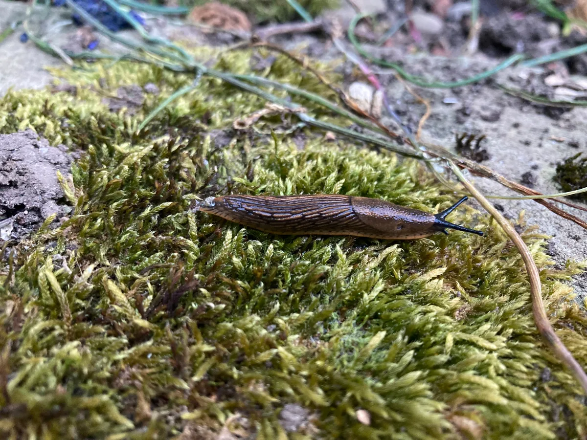 Die Gartenwegschnecke wird nicht über fünf Zentimeter lang; meist bleibt sie kleiner. Trotzdem besitzt sie einen beträchtlichen Appetit auf frische Pflanzen,. Schnecke