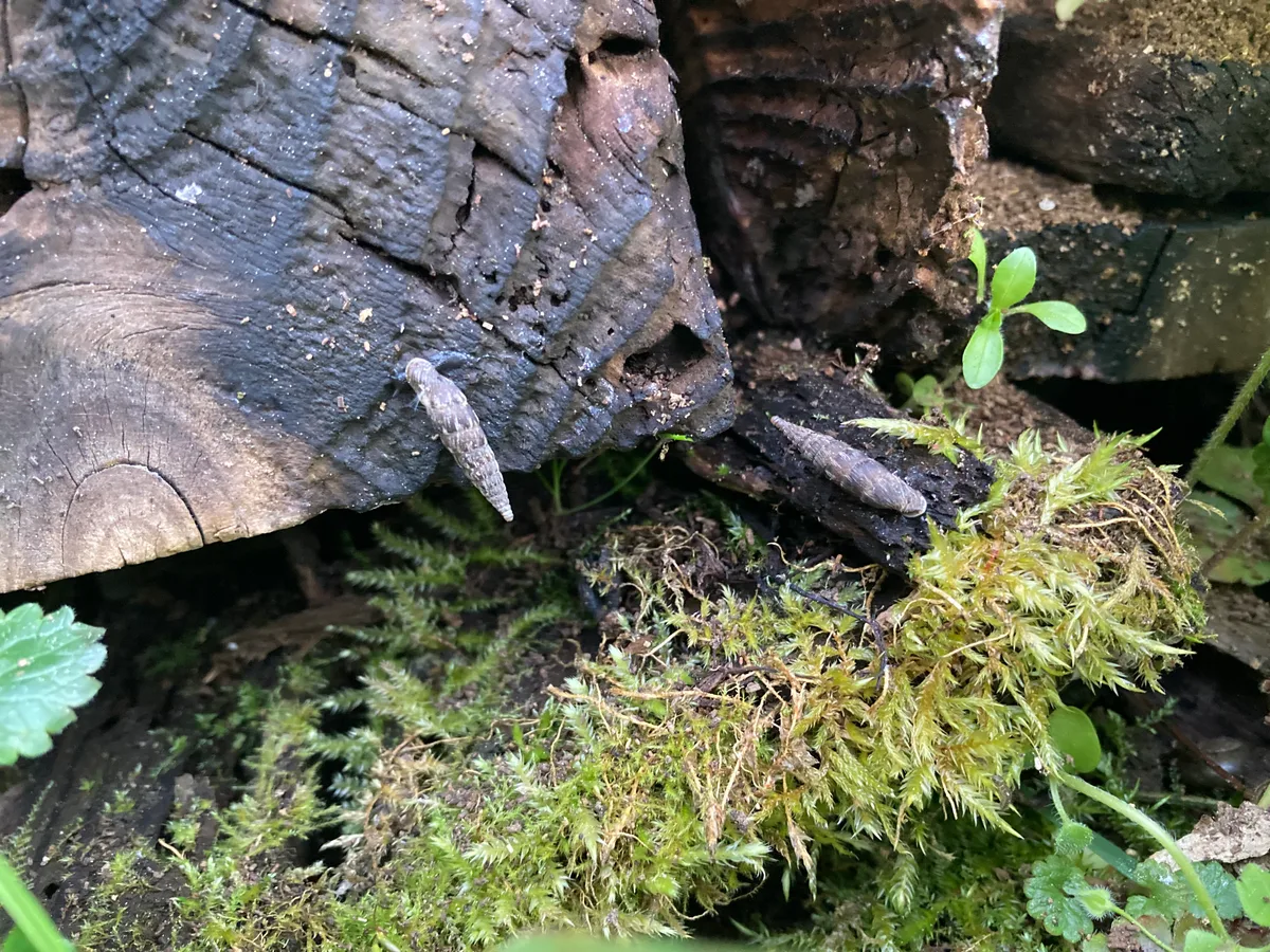 Die kleinen, unscheinbaren Schliessmundschnecken leben auf Totholz oder unverputzten Mauern und Felsen, wo sie Algen abweiden. Ihr dünnes, spindelförmiges Häuschen erlaubt es ihnen, sich in kleinsten Spalten zu verstecken. Schnecke