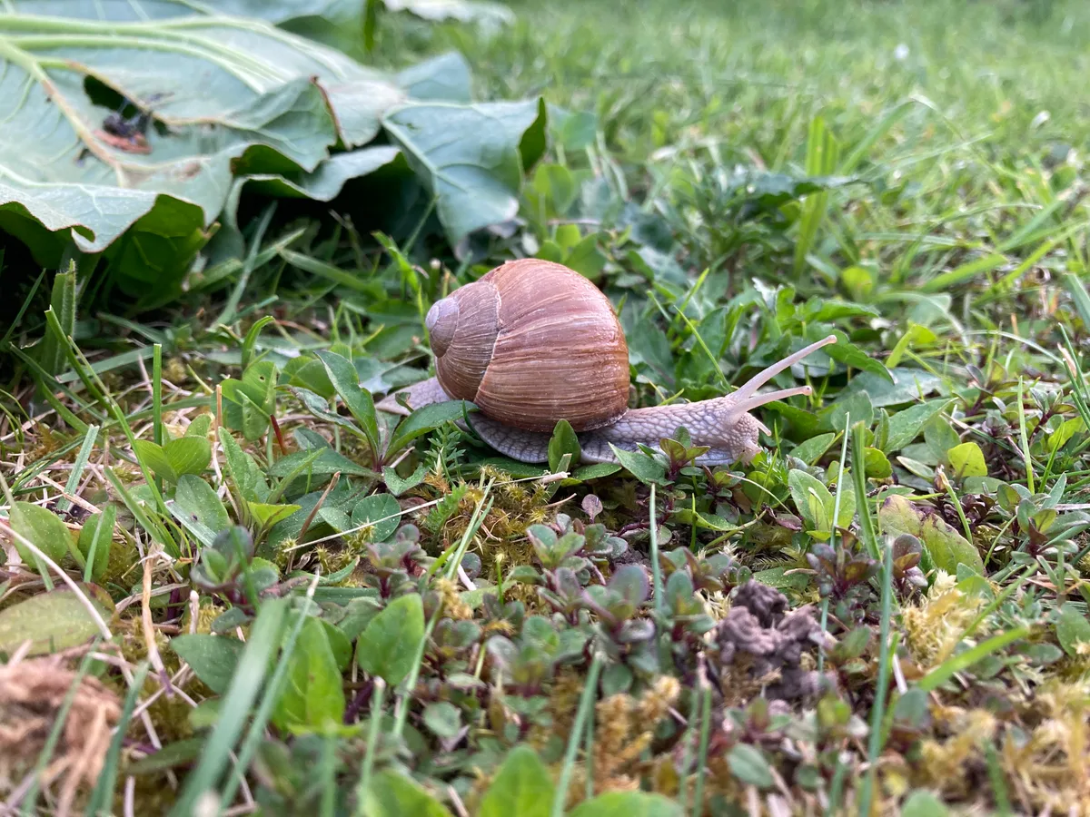 Die Weinbergschnecke ist in der Schweiz geschützt. Sie frisst zur Hauptsache weiche oder welke Pflanzenteile, daneben auch Eier und Jungtiere anderer Schnecken. Wird sie selber angegriffen, produziert sie viel Schleim, den sie schaumig bläst. Die Weinbergschnecke ist in der Schweiz geschützt. Sie frisst zur Hauptsache weiche oder welke Pflanzenteile, daneben auch Eier und Jungtiere anderer Schnecken. Wird sie selber angegriffen, produziert sie viel Schleim, den sie schaumig bläst.