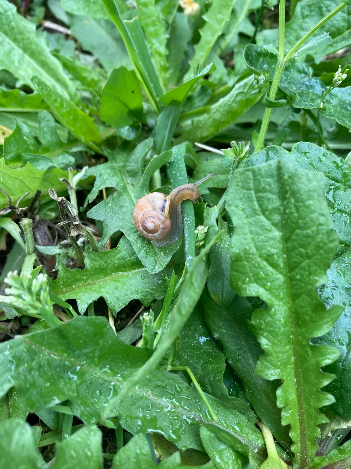 Die Gartenbänderschnecke ernährt sich vorwiegend von Algen. Von Schädling kann hier somit keine Rede sein. Schnecke