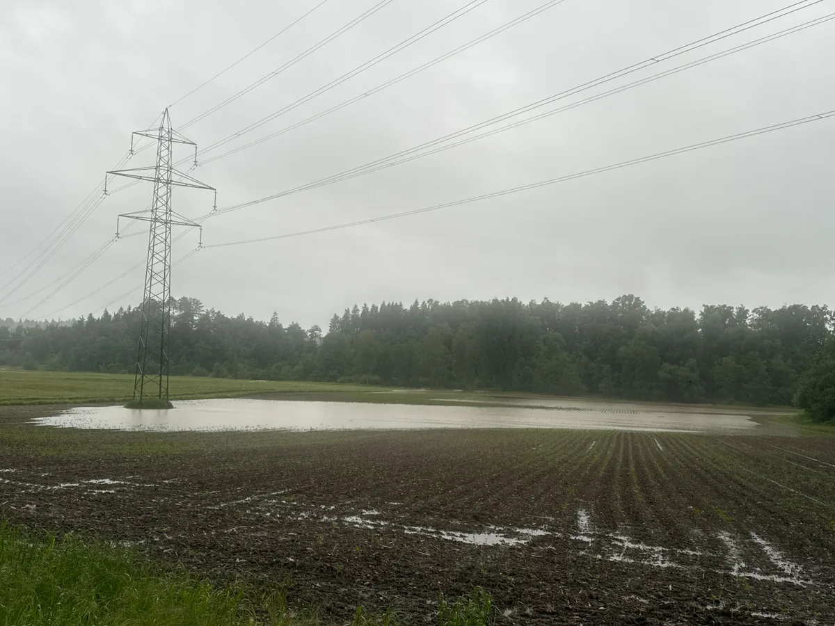 Ueberschwemmte  Wiese