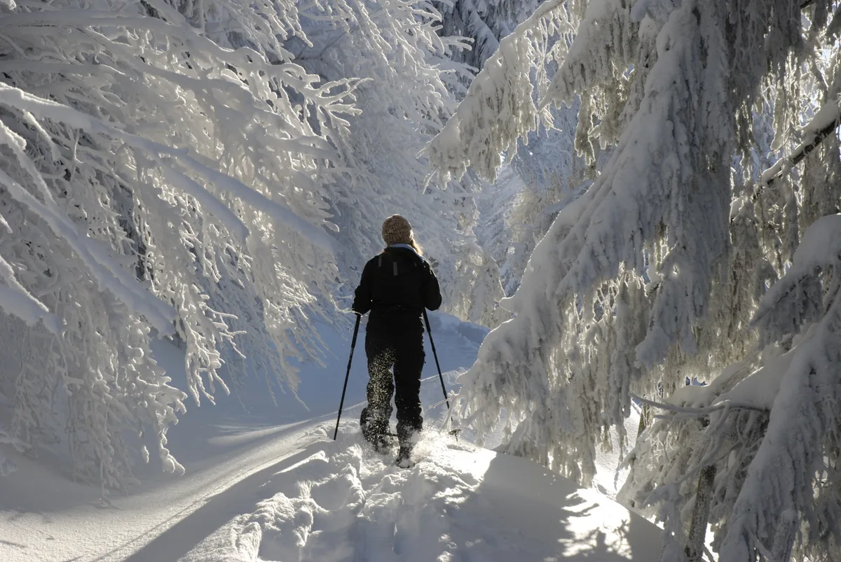 Schneeschuhwandern zwischen zugeschneiten Bäumen auf dem Farner. 
