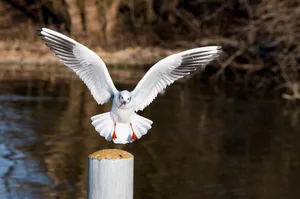 Die Bevölkerung wird aufgerufen, auffällige oder tote Tiere zu melden. Bisher sind vor allem Möwen an der Vogelgrippe gestorben. Die Bevölkerung wird aufgerufen, auffällige oder tote Tiere zu melden. Bisher sind vor allem Möwen an der Vogelgrippe gestorben.