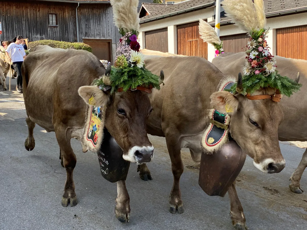 Kühe gehen auf einer Strasse.