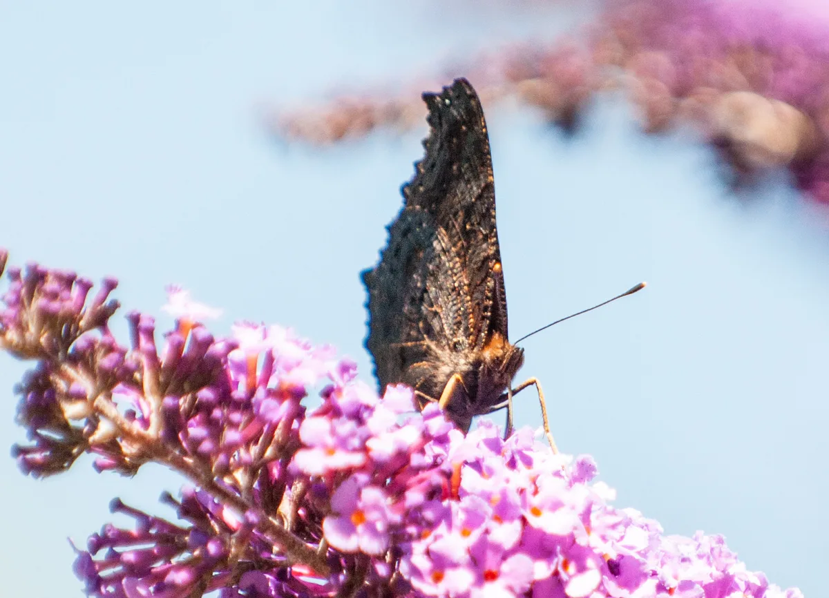Schmetterling auf einem Flieder.