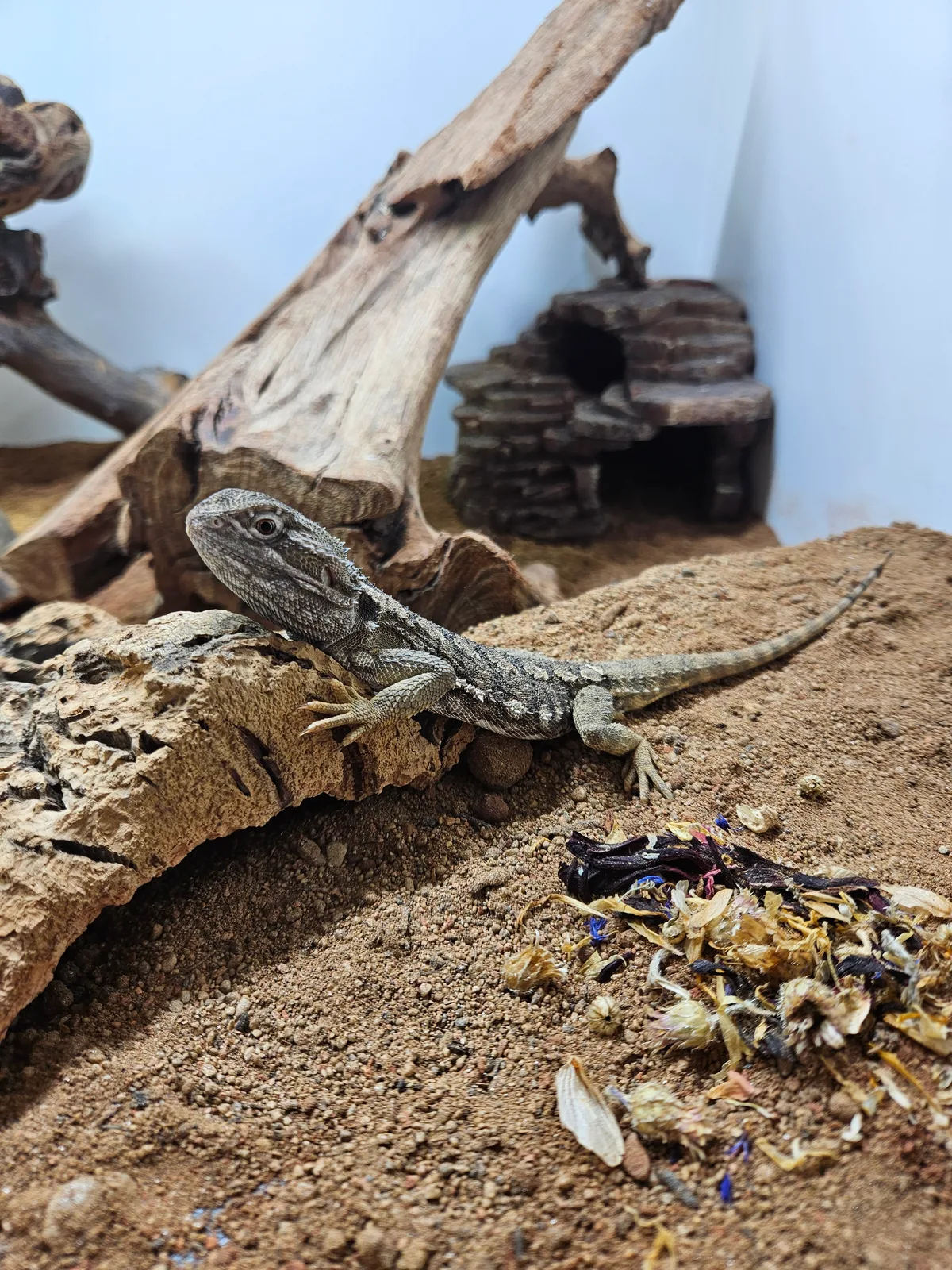 Auch verschiedene Reptilien, wie dieser Bartagame, gibt es im Tierheim Strubeli. Auf dem Bild sieht man ein Bartagame in seinem Gehege.