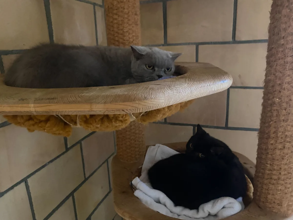 Die beiden Katzen schlafen gemütlich in ihrem Katzenbaum. Auf dem Bild sieht man zwei Katzen in einem Katzenbaum schlafen.