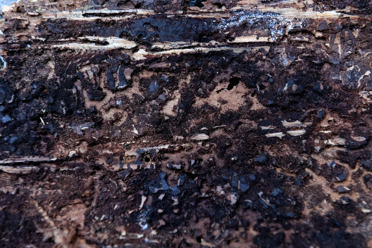 Die Bohrgänge des Borkenkäfers liegen direkt unter der Rinde. Borkenkaefer-Repo in Illnau - Spuren der Borkenkaefer. Foto: Madeleine Schoder