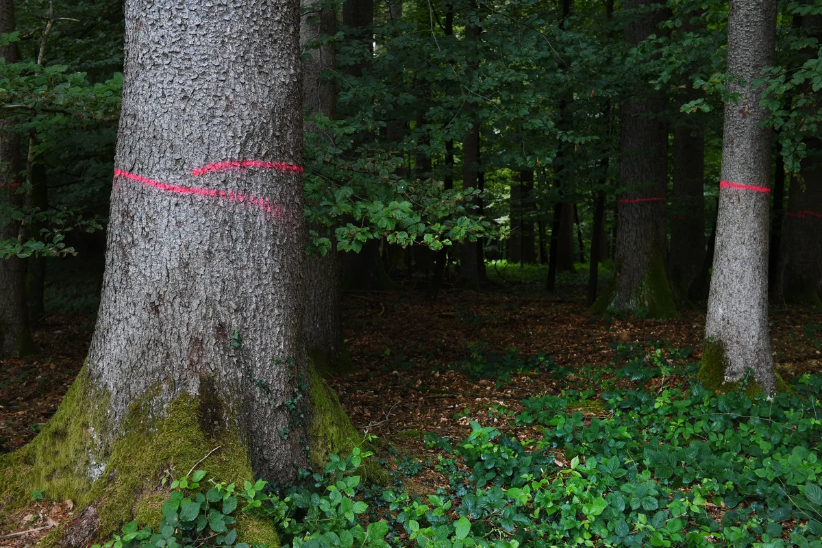 Werden in den nächsten Tagen gefällt: Die befallenen Fichten. Borkenkaefer-Repo in Illnau - Spuren der Borkenkaefer. Foto: Madeleine Schoder
