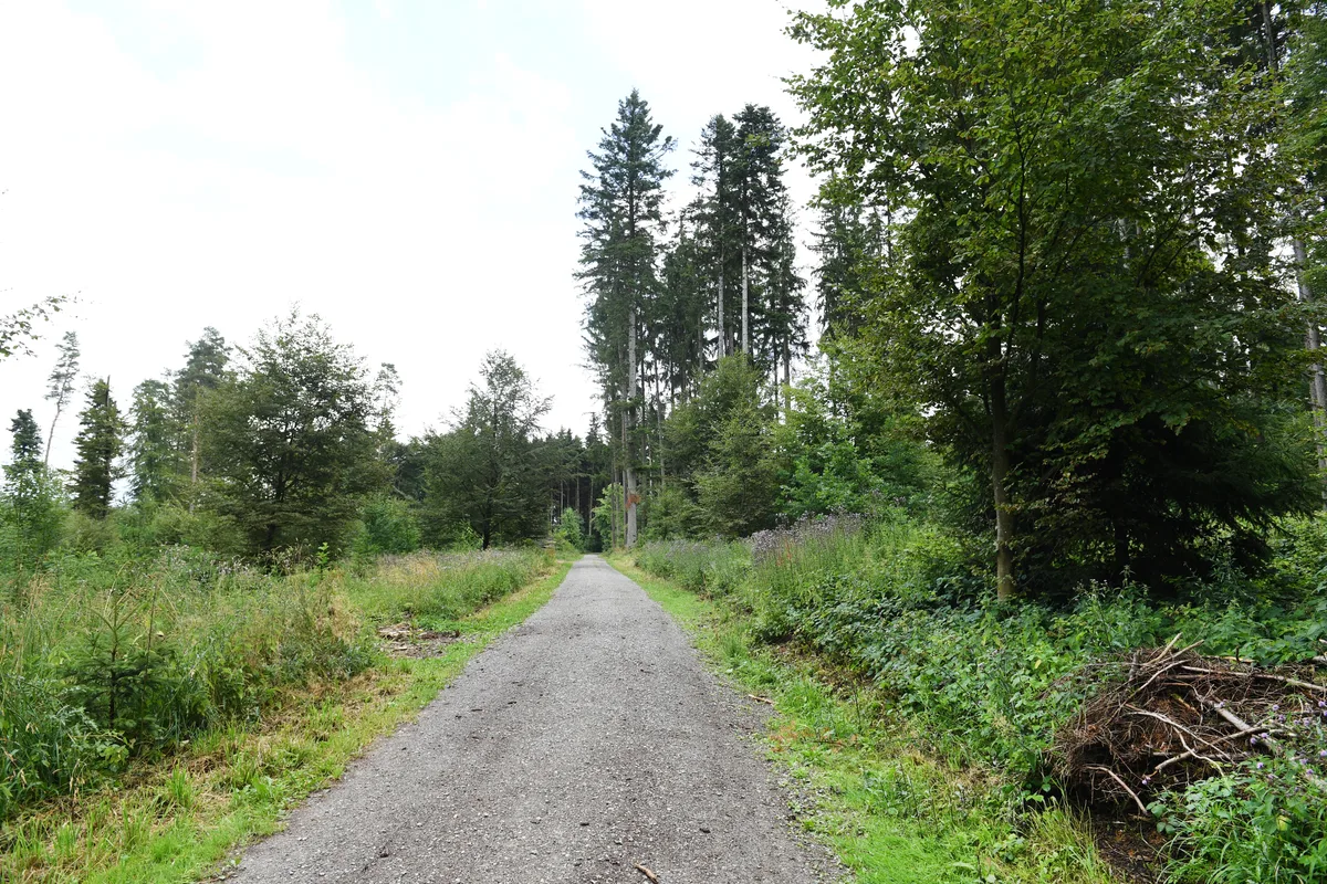 Im letzten Jahr standen hier noch vor allem Fichten. Nach einem Borkenkäferbefall entsteht nun Mischwald. Borkenkaefer-Repo in Illnau - Spuren der Borkenkaefer. Foto: Madeleine Schoder